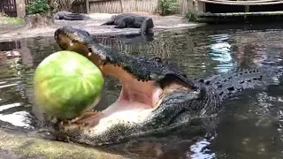 wild animals enjoying watermelons