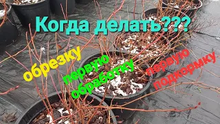 ВАЖНО! Когда делать обрезку? Когда первая обработка? Когда первая подкормка???