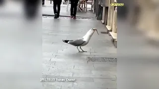 ЧАЙКА ЖРЁТ КРЫСУ SEAGULL EATS A RAT