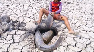 Amazing Hand Fishing! A Fisherman Catch a lot of Monster Catfish in Underground In Dry Land