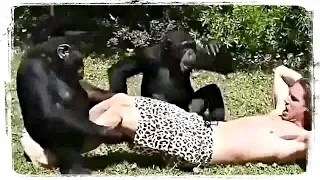 РОККИ 10 - ВОЗВРАЩЕНИЕ, приколы с животными подборка | Funny Animals #635