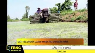 FBNC - Gần 139.000 ha lúa bị thiệt hại do ngập mặn