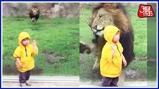 Lion Attempts To Attack Small Child In Zoo, Slams Headfirst Into Glass