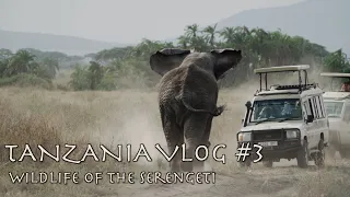 Selbstfahrer-Safari rund um Seronera, Serengeti | Tansania Vlog #3
