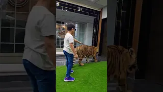 Little Kid Walks with Tiger in Chain | Nouman Hassan |