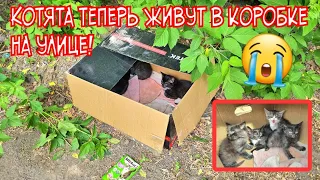 🔴😭Неужели никто котят не заберёт?! 💔| Брошенные котята ждут помощи|🙏help the kittens survive