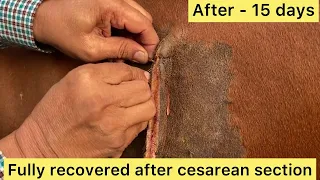 Follow up case of cesarean section in cow l dr umar khan