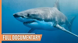 The Surprising Truth About Great White Sharks | Full Documentary