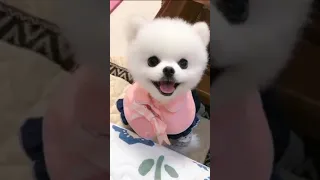 Cute and funny Pomeranian dog videos compilation 2021 ❤️ #shorts Pomeranian funny Tik tok #shorts