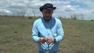 Медянка обыкновенная и ее основной источник питания/Coronella austriaca and her food Lacerta agilis