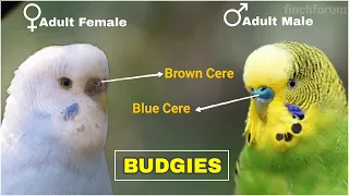 Difference between male and female budgies Young and Adult Budgies | Gender identification of Budgie