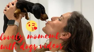 Funny Lovely Moment with Dachshund dogs Instagram videos Compilation | Try NoT to Laugh Dogs Videos
