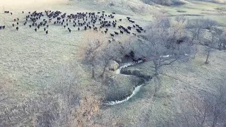 Annie Gathering Yearlings - Drone View May 2019