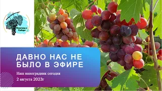 Наш виноградник сегодня. 02.08.2023г