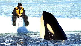 This is why Orcas DO NOT ATTACK Humans