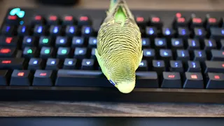 Kiwi the parakeet speaks to inanimate desk objects