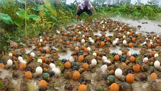 Wow lot of snails and eggs in water a fisherman catch by hest band