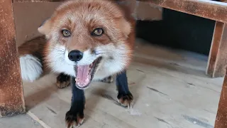 Watch this video when you want to keep foxes as pets