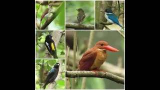 Birding in Singapore - Berlayer Creek Boardwalk-Wildlife Singapore.