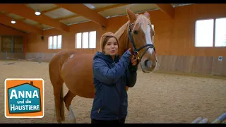 Deutsches Reitpony | Information für Kinder | Anna und die Haustiere