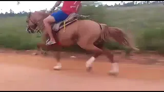 cavalo esquipador conhecido como sucesso