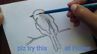 How to draw a Bird || Bird Drawing step by step for Beginners