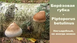 Берёзовая губка - Piptoporus betulinus. Считается несъедобным,  но  иногда можно...