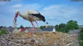 Abschied vom kleinen Küken 🐥   —  25.06.2022