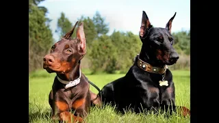 4 you - Funniest Doberman Videos