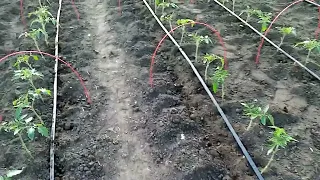 томаты сорт мохитос высадка 31 марта в неотапливаемую теплицу.