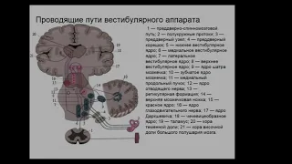 Физиология вестибулярного анализатора.