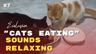 ASMR The Sound Of Cats Eating Is Calming And Relaxing #7