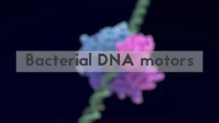 Bacterial DNA motors