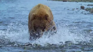 Mikfik Creek, McNeil River State Game Sanctuary, June 2018 - Overwhelmed