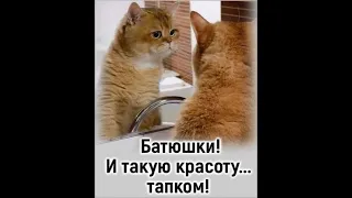 307. Забавно про котов (выпуск 2)... Картинки для хорошего настроения