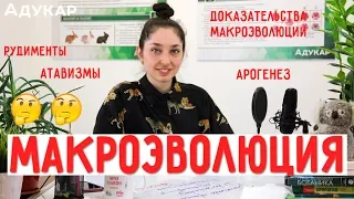 Макроэволюция и ее доказательства | Биология ЦТ, ЕГЭ