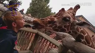 FORGET CATS.. Funny KIDS vs ZOO ANIMALS are WAY FUNNIER. TRY NOT TO LAUGH 1