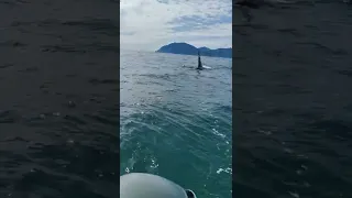 Косатки догнали лодку! Killer whales caught up with the boat!