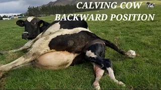 Calving Cow || Backward Position || Cow Asking For Help || New Zealand Dairy Farming 🐄