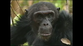 The Society of Chimpanzees