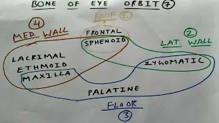 Bone of eye orbit | TCML