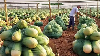 The Most Modern Agriculture Machines That Are At Another Level,How To Harvest Watermelons In Farm▶17