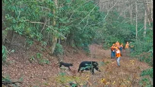 Best bear hound hunting film of all time