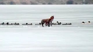 Liška obecná (Vulpes vulpes),Red fox,Rotfuchs