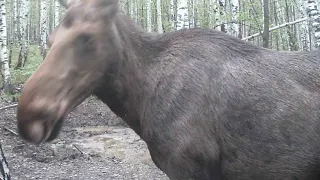 лось) СМОТРИ В ГЛАЗА))