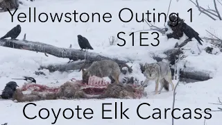 Coyotes and Bald Eagles on an Elk Carcass |  Behind The Lens  |  S1E3  | Inspire Wild Media