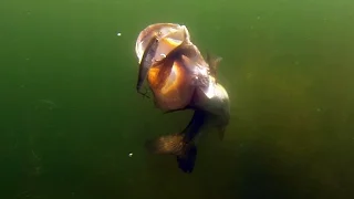 Most Insane Underwater Bass Fishing Footage Ever!! GoPro Footage of Giant Bass Eating Lures!