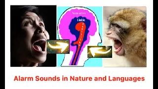 What are Evolutionary Alarm Sounds and how they Occur in Languages? (Presentation)