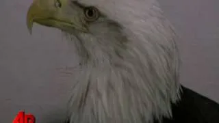 Alaska Eagle Survives Plunge After Mating Dance
