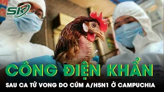 Sau Ca Tử Vong Do Cúm A/H5N1 Ở Campuchia, Việt Nam Ra Công Điện Khẩn | SKĐS